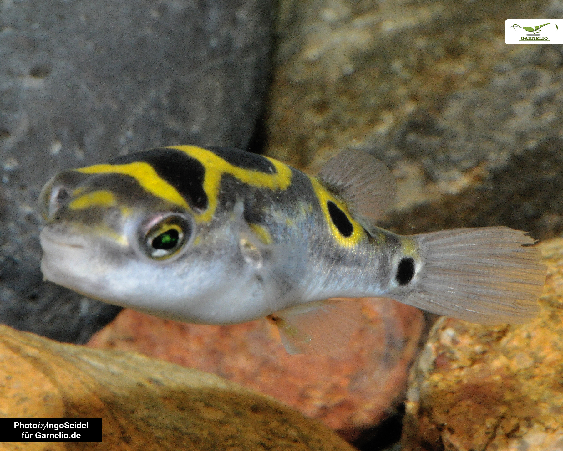 Dichotomyctere ocellatus (Figure 8 Pufferfish)